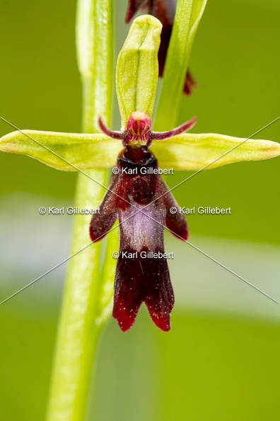 Karl-Gillebert-Ophrys-mouche-Ophrys-insectifera-2360.jpg