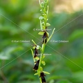 Karl-Gillebert-Ophrys-mouche-Ophrys-insectifera-4174