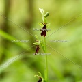 Karl-Gillebert-Ophrys-mouche-Ophrys-insectifera-5756