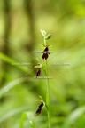 Karl-Gillebert-Ophrys-mouche-Ophrys-insectifera-5756