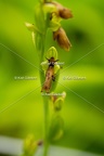 Karl-Gillebert-Ophrys-mouche-Ophrys-insectifera-7522
