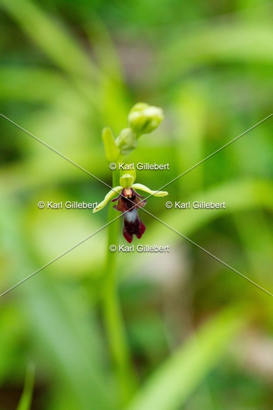 Karl-Gillebert-Ophrys-mouche-Ophrys-insectifera-1005.jpg