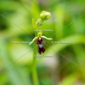 Karl-Gillebert-Ophrys-mouche-Ophrys-insectifera-1005