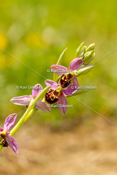 Karl-Gillebert-Ophrys-abeille-Ophrys-apifera-1930.jpg