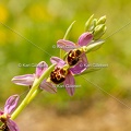 Karl-Gillebert-Ophrys-abeille-Ophrys-apifera-1930