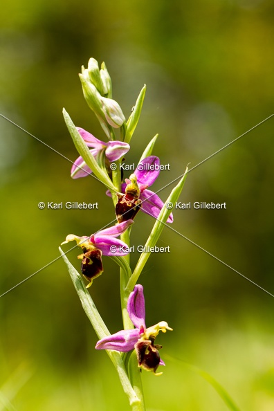 Karl-Gillebert-Ophrys-abeille-Ophrys-apifera-1941.jpg