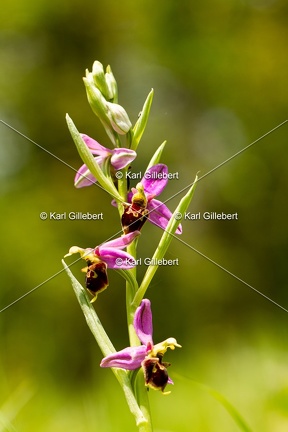 Karl-Gillebert-Ophrys-abeille-Ophrys-apifera-1941