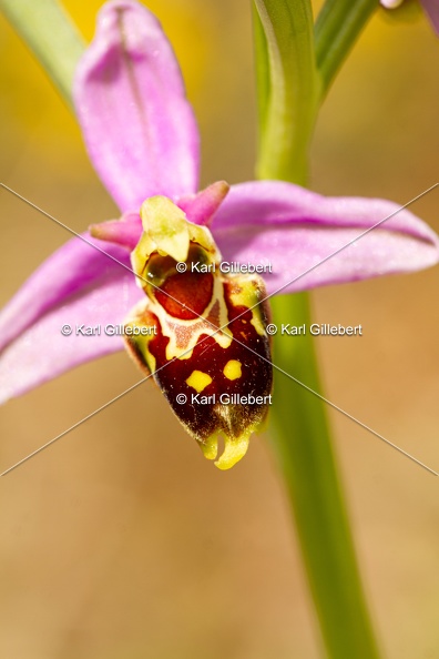 Karl-Gillebert-Ophrys-abeille-Ophrys-apifera-1949.jpg