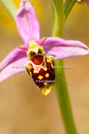 Karl-Gillebert-Ophrys-abeille-Ophrys-apifera-1949