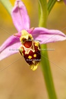 Karl-Gillebert-Ophrys-abeille-Ophrys-apifera-1949
