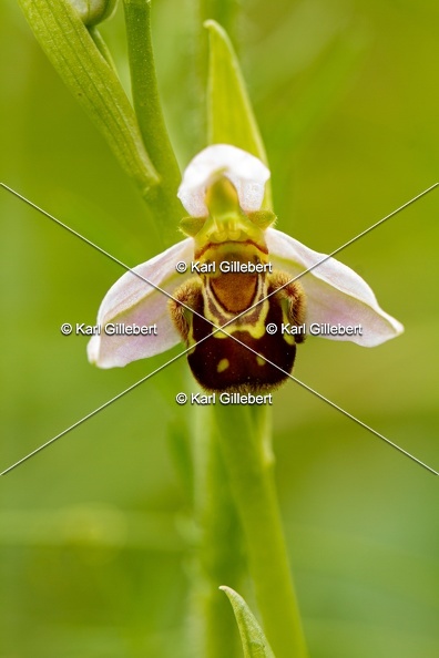 Karl-Gillebert-Ophrys-abeille-Ophrys-apifera-7006.jpg