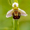 Karl-Gillebert-Ophrys-abeille-Ophrys-apifera-7006
