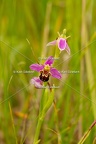 Karl-Gillebert-Ophrys-abeille-Ophrys-apifera-7303