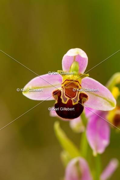 Karl-Gillebert-Ophrys-abeille-Ophrys-apifera-7311.jpg