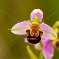 Karl-Gillebert-Ophrys-abeille-Ophrys-apifera-7311
