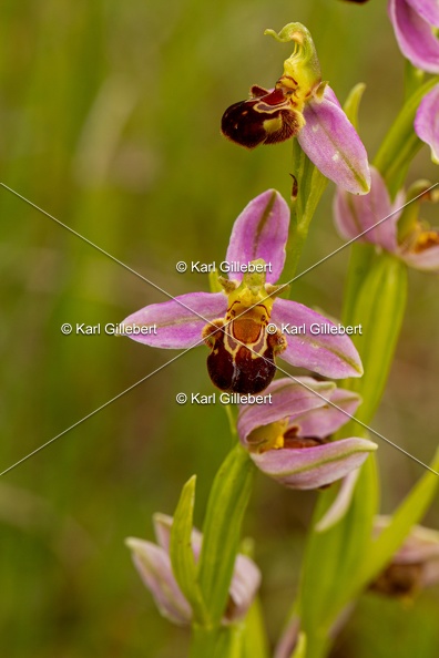 Karl-Gillebert-Ophrys-abeille-Ophrys-apifera-7323.jpg