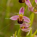 Karl-Gillebert-Ophrys-abeille-Ophrys-apifera-7323