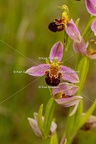 Karl-Gillebert-Ophrys-abeille-Ophrys-apifera-7323
