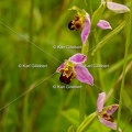 Karl-Gillebert-Ophrys-abeille-Ophrys-apifera-7339