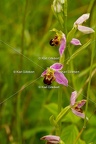 Karl-Gillebert-Ophrys-abeille-Ophrys-apifera-7339