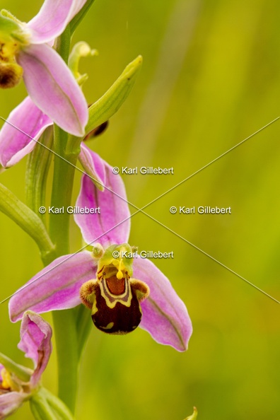 Karl-Gillebert-Ophrys-abeille-Ophrys-apifera-7350.jpg