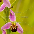 Karl-Gillebert-Ophrys-abeille-Ophrys-apifera-7350