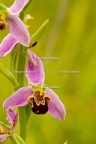 Karl-Gillebert-Ophrys-abeille-Ophrys-apifera-7350