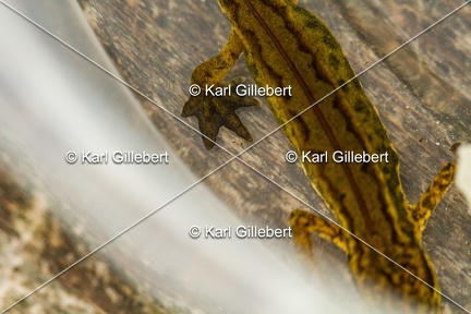Karl-Gillebert-Triton-palme-Lissotriton-helveticus-6028