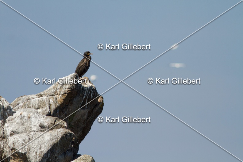 Karl-Gillebert-Cormoran-huppe-Phalacrocorax-aristotelis-6251