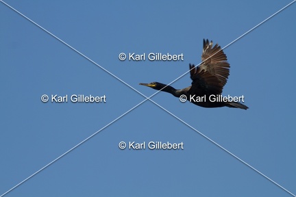Karl-Gillebert-Cormoran-huppe-Phalacrocorax-aristotelis-6378