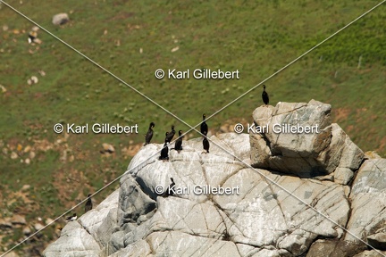 Karl-Gillebert-Cormoran-huppe-Phalacrocorax-aristotelis-4312