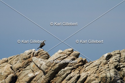 Karl-Gillebert-Cormoran-huppe-Phalacrocorax-aristotelis-4805