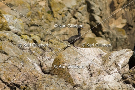 Karl-Gillebert-Cormoran-huppe-Phalacrocorax-aristotelis-5029