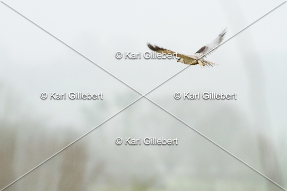 Karl-Gillebert-elanion-blanc-Elanus-caeruleus-5820