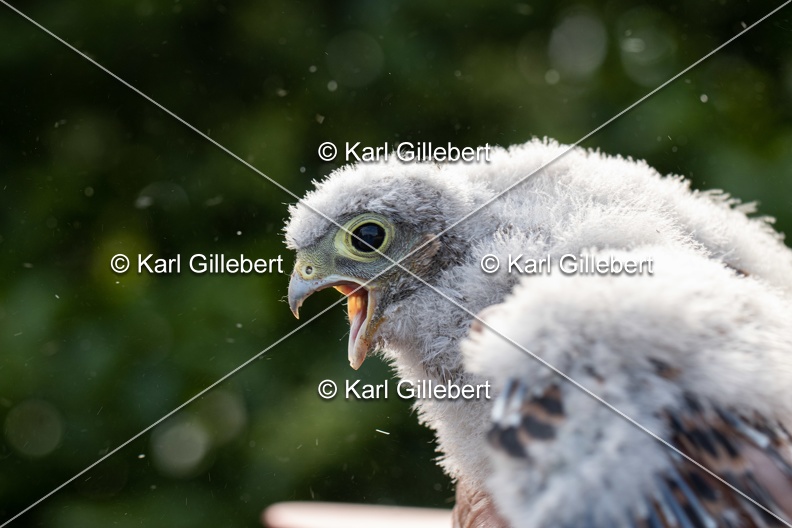 Karl-Gillebert-faucon-crecerelle-Falco-tinnunculus-7885.jpg