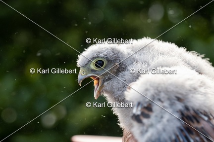 Karl-Gillebert-faucon-crecerelle-Falco-tinnunculus-7885