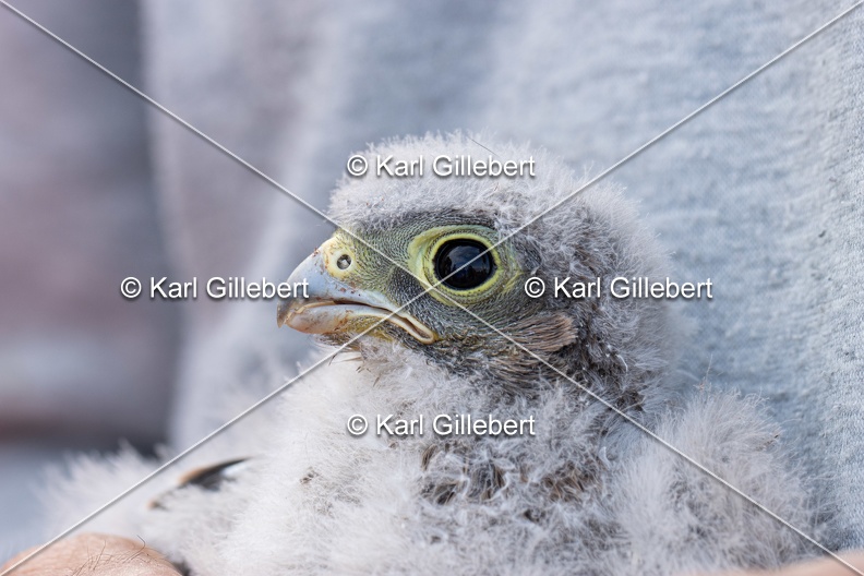 Karl-Gillebert-faucon-crecerelle-Falco-tinnunculus-7896.jpg