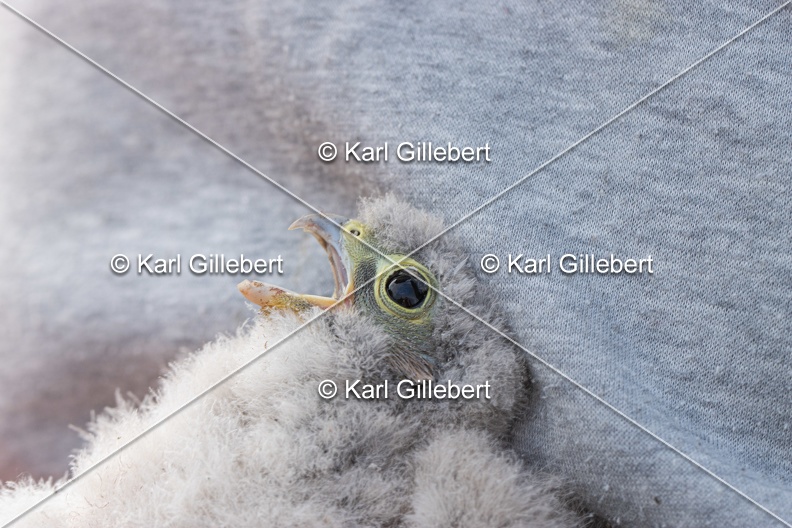 Karl-Gillebert-faucon-crecerelle-Falco-tinnunculus-7916.jpg