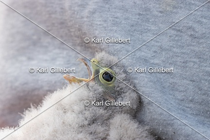 Karl-Gillebert-faucon-crecerelle-Falco-tinnunculus-7916