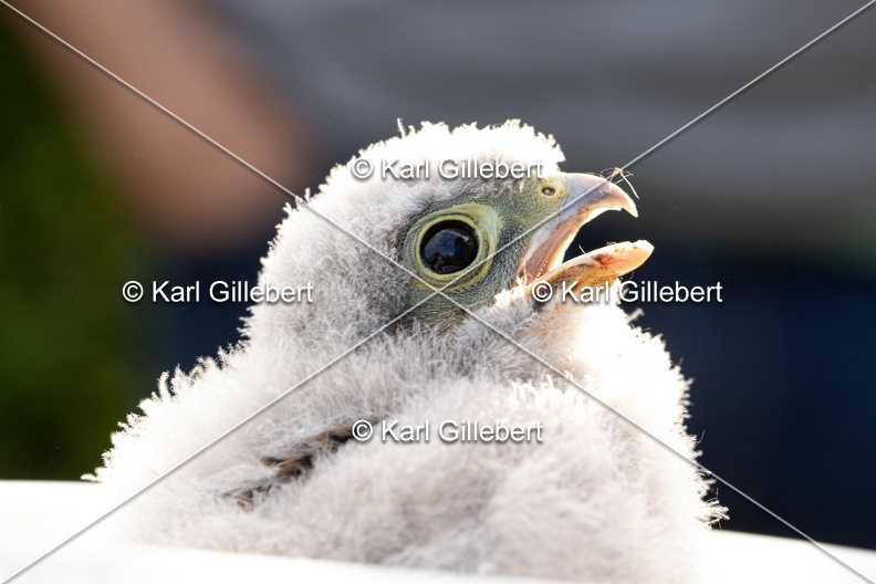Karl-Gillebert-faucon-crecerelle-Falco-tinnunculus-7933.jpg