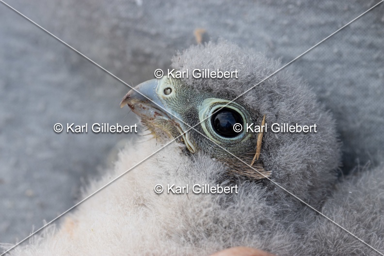 Karl-Gillebert-faucon-crecerelle-Falco-tinnunculus-7963.jpg