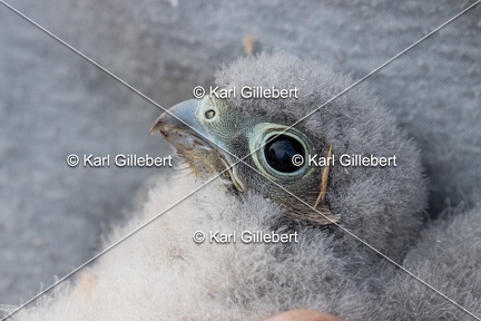 Karl-Gillebert-faucon-crecerelle-Falco-tinnunculus-7963