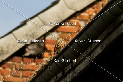 Karl-Gillebert-faucon-crecerelle-Falco-tinnunculus-7998