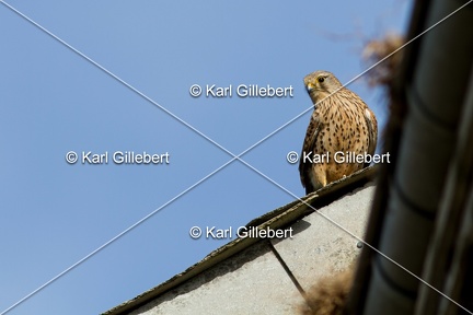 Karl-Gillebert-faucon-crecerelle-Falco-tinnunculus-8094