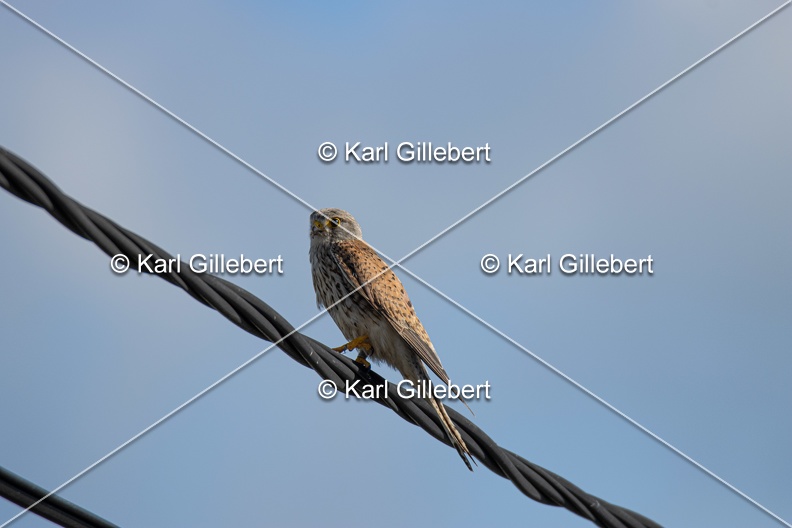 Karl-Gillebert-faucon-crecerelle-Falco-tinnunculus-8813.jpg