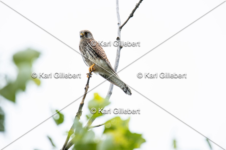 Karl-Gillebert-faucon-crecerelle-Falco-tinnunculus-0246.jpg