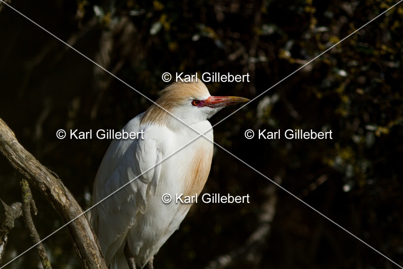 Karl-Gillebert-Heron-garde-boeufs-Bubulcus-ibis-1746.jpg
