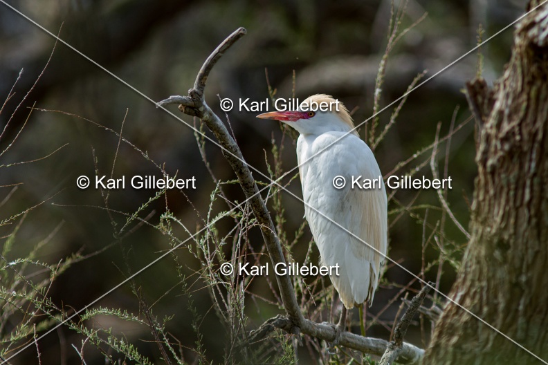 Karl-Gillebert-Heron-garde-boeufs-Bubulcus-ibis-1850.jpg