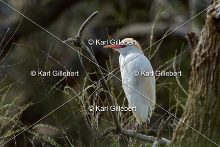 Karl-Gillebert-Heron-garde-boeufs-Bubulcus-ibis-1850