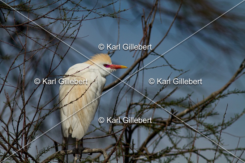 Karl-Gillebert-Heron-garde-boeufs-Bubulcus-ibis-2264.jpg